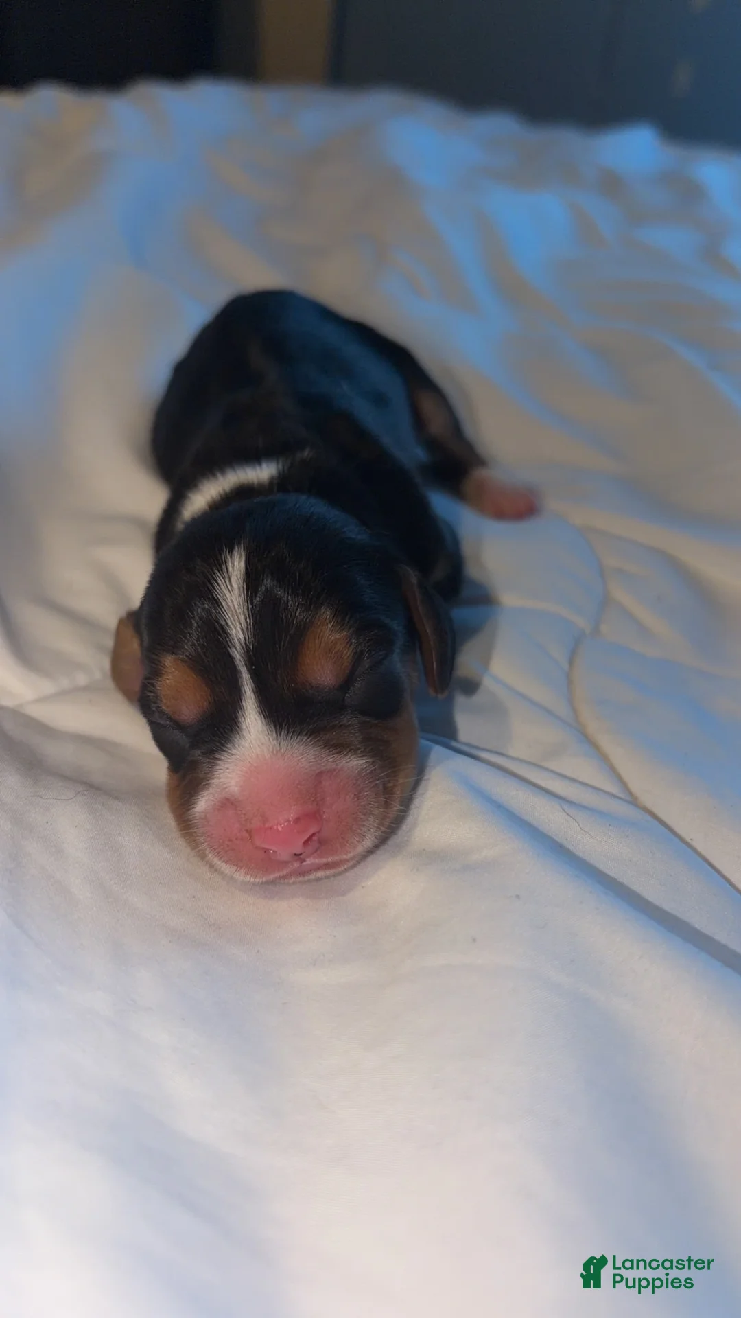 Beagle dogs for sale: Beagle Puppy 2 - Ad 2