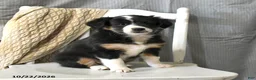Miniature Australian Shepherd dogs for sale: Tulip - Ad 4