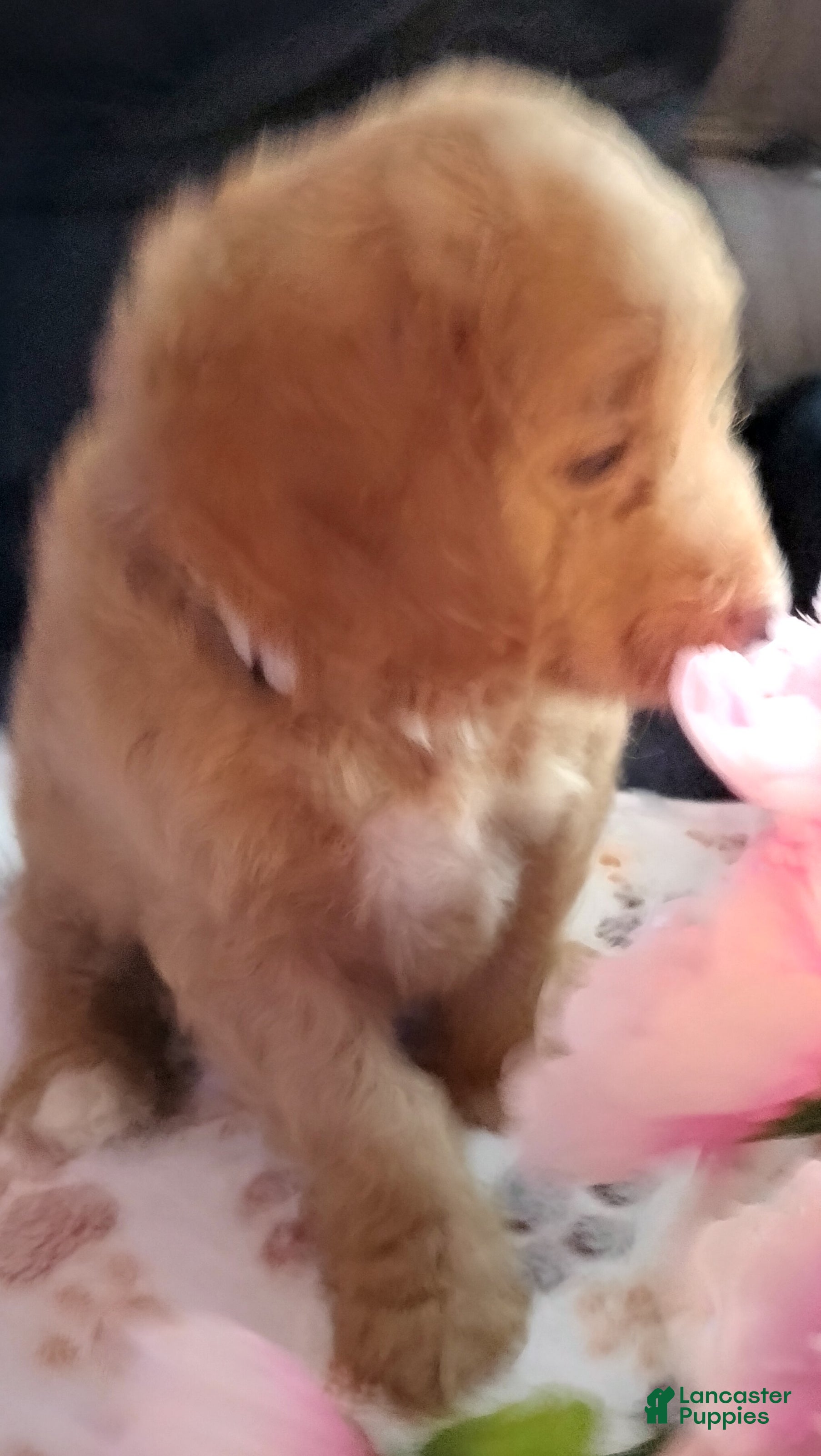 Cockapoo dogs for sale: Pluto - Ad 1