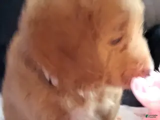 Cockapoo dogs for sale: Pluto - Ad 1