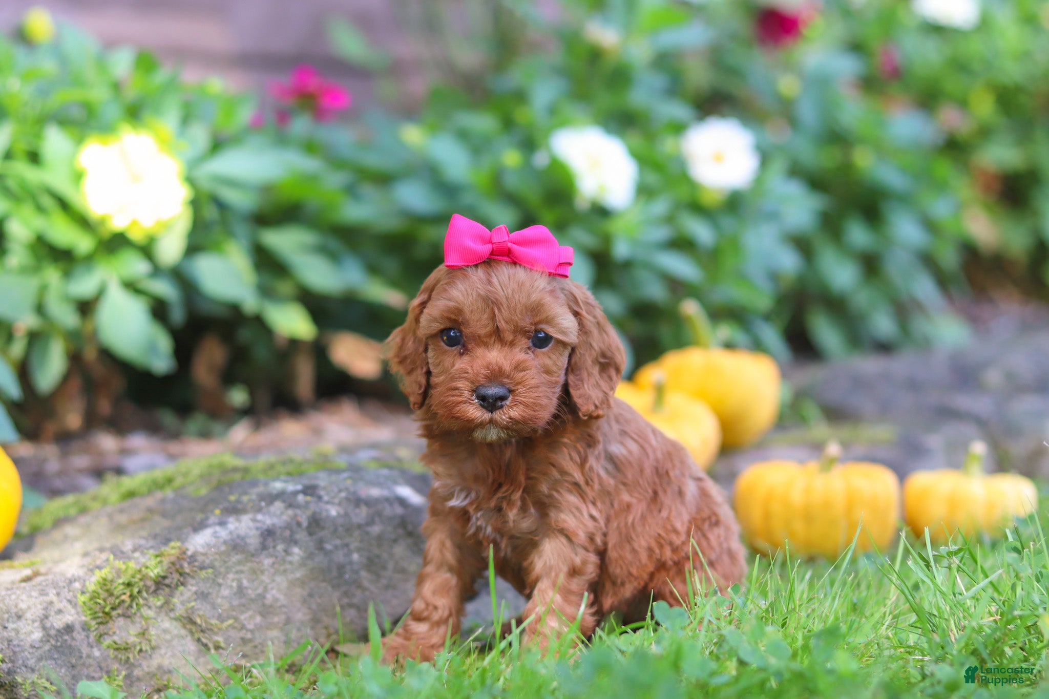 Cockapoo dogs Goldie - Ad 2
