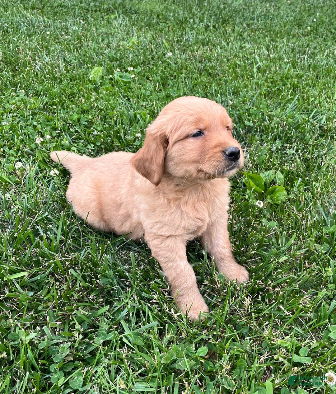 Golden Retriever dogs for sale: Bella - Ad 3