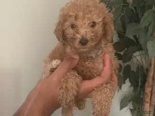 Standard Poodle dogs Grey Boy - Ad 6