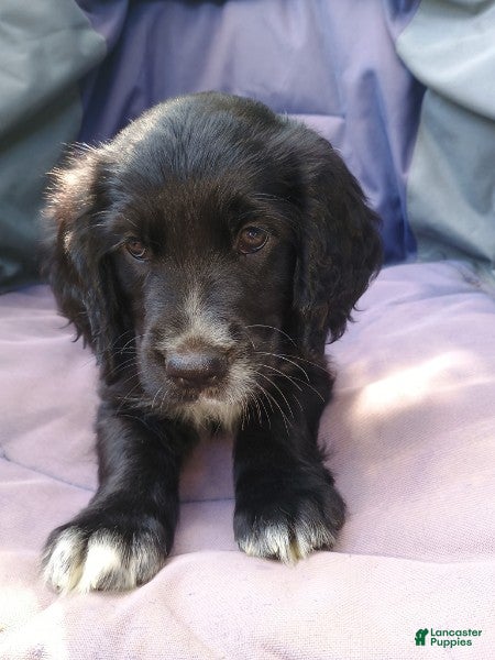 Mixed Breed dogs Robin - Ad 2