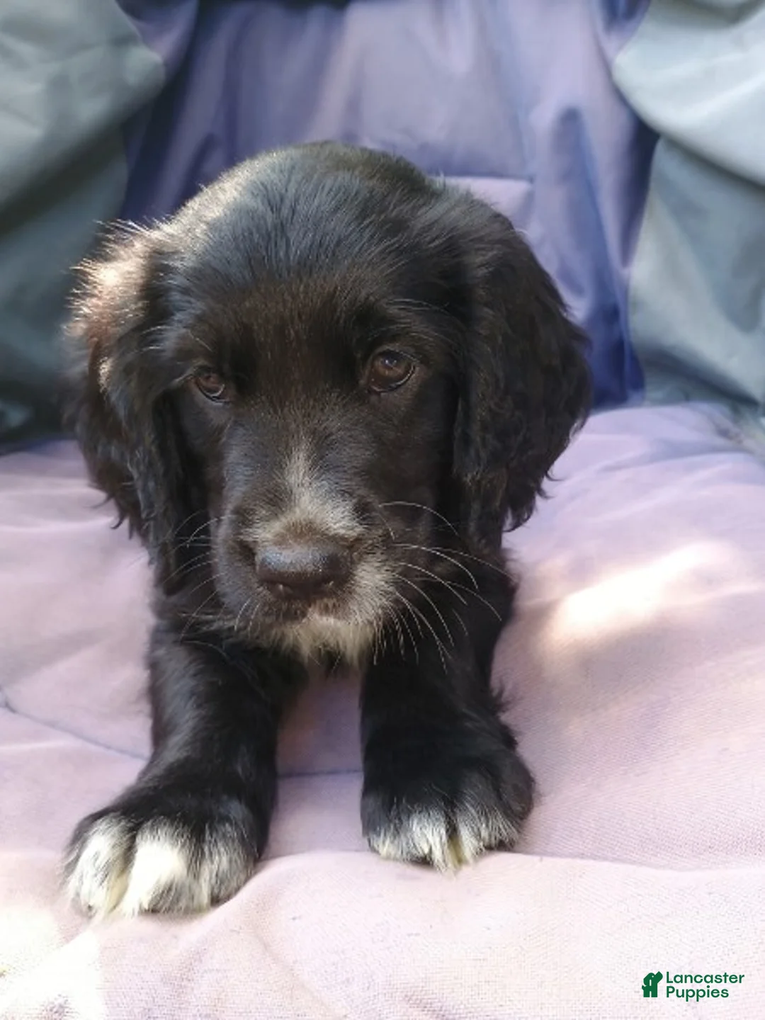 Mixed Breed dogs for sale: Robin - Ad 1
