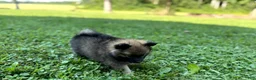 Pomeranian dogs for sale: Princess - Ad 5