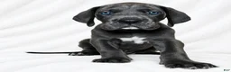 Great Dane dogs for sale: Carver  - Ad 5