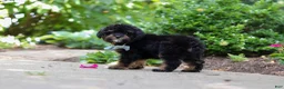 Cavapoo dogs for sale: Lil Bear - Ad 4