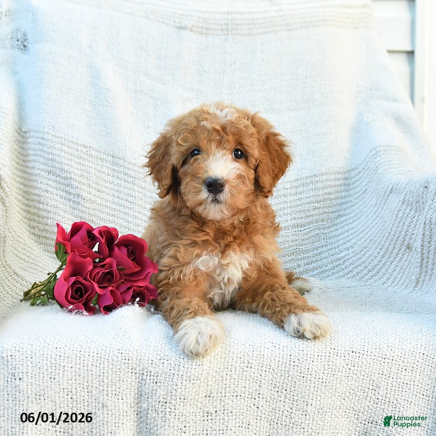 Mini Goldendoodle dogs Maddie - Ad 2