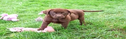 Labrador Retriever dogs for sale: Mabel - Ad 5