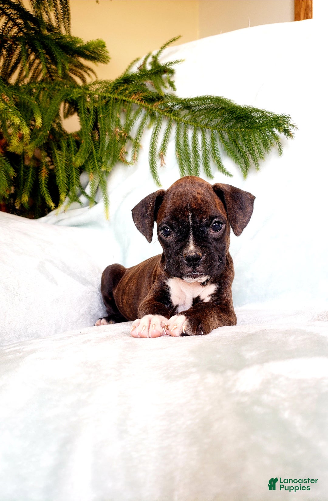 Boxer dogs for sale: Mocha - Ad 1