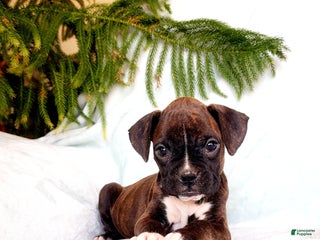 Boxer dogs Mocha - Ad 8