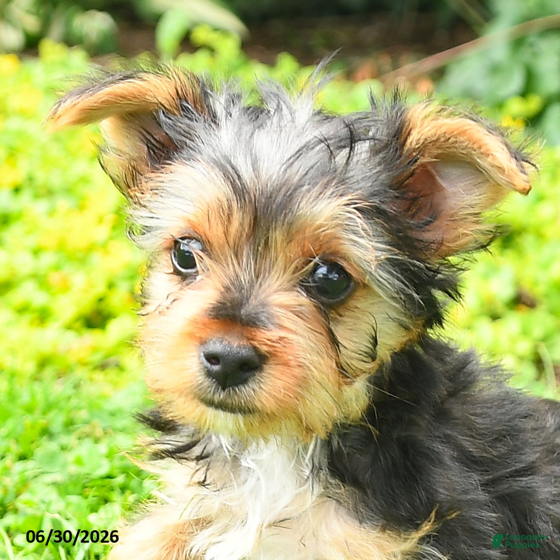 Yorkshire Terrier dogs Bailey - Ad 2