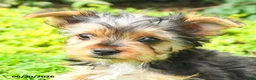 Yorkshire Terrier dogs for sale: Bailey - Ad 9