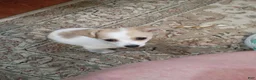 Mixed Breed dogs for sale: Mixed Breed 1 - Ad 8