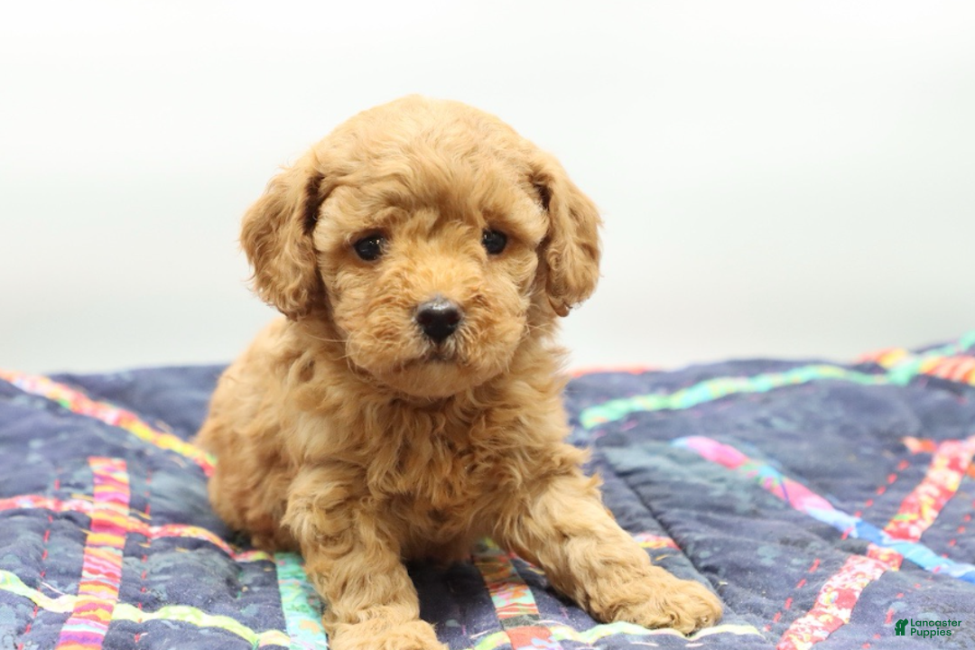 Toy Poodle dogs for sale: Light Red Girl - Ad 4