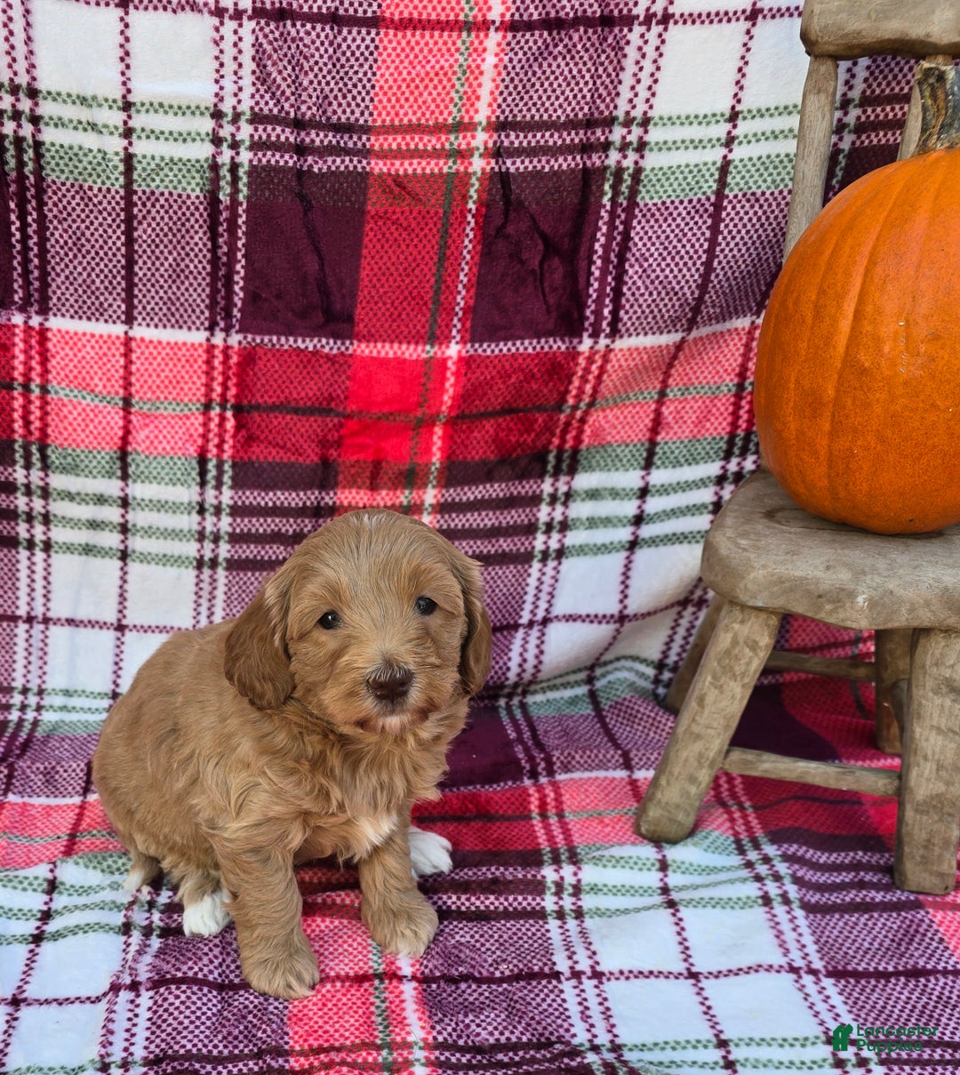 Mini Goldendoodle dogs for sale: Cider - Ad 4