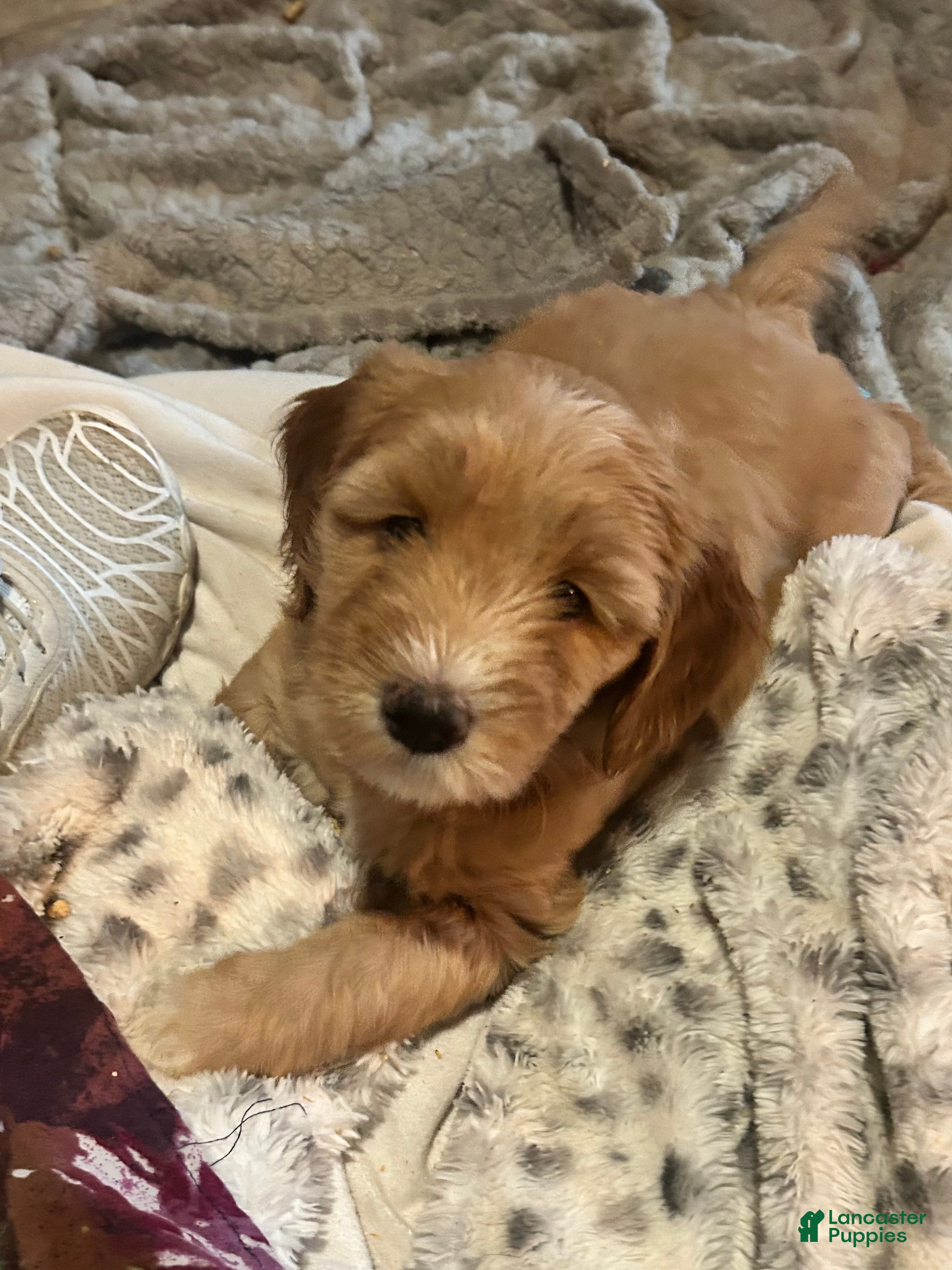 Goldendoodle dogs Blondie.   - Ad 1