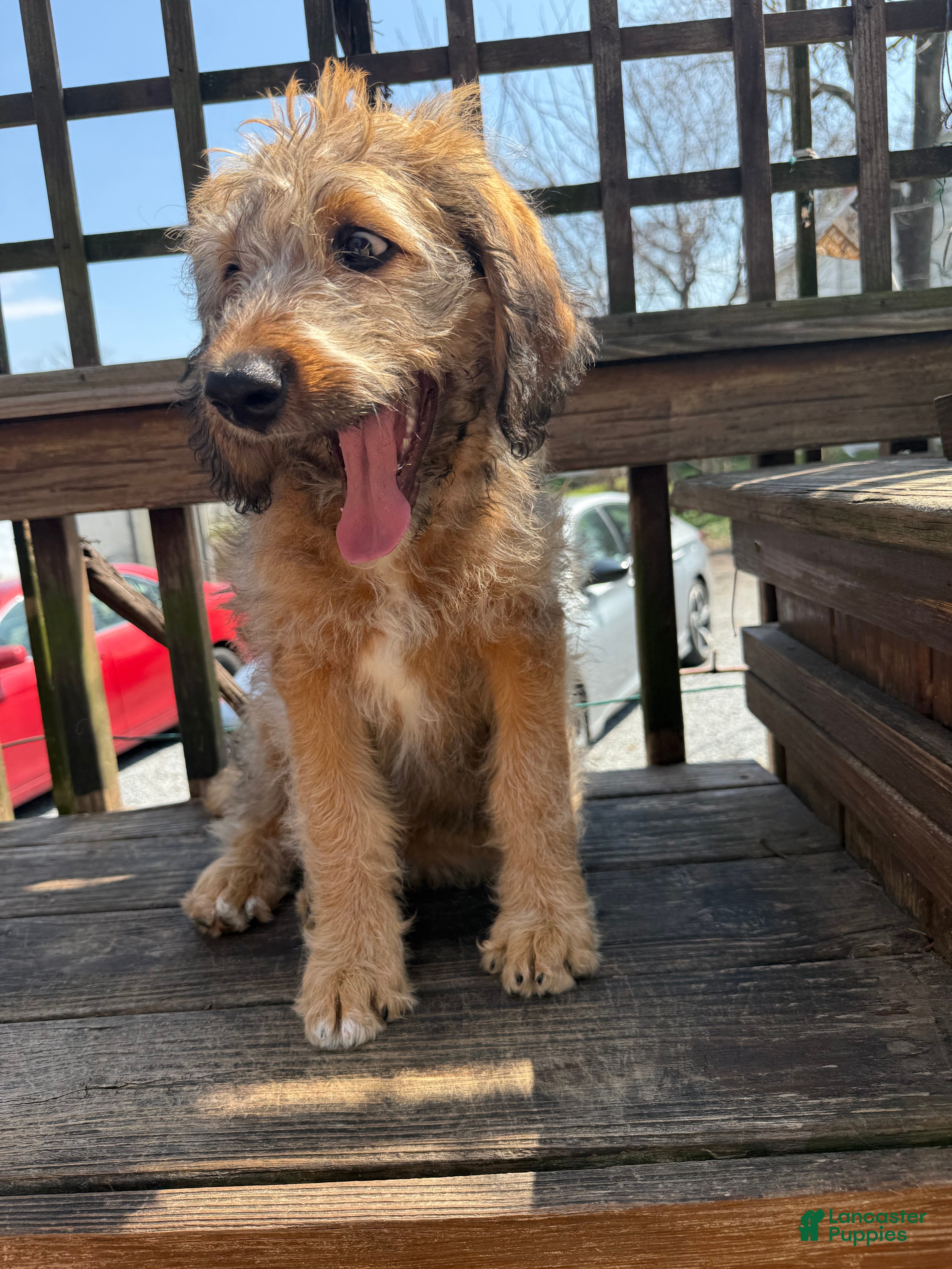 Mixed Breed dogs Sofie - Ad 1