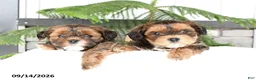 Mixed Breed dogs for sale: Alivia - Ad 5