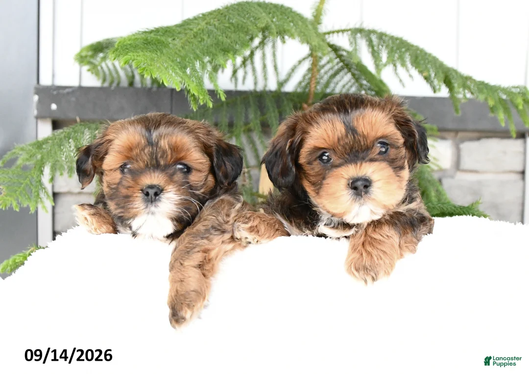 Mixed Breed dogs for sale: Alivia - Ad 5