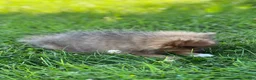 Pomeranian dogs for sale: Pip - Ad 10