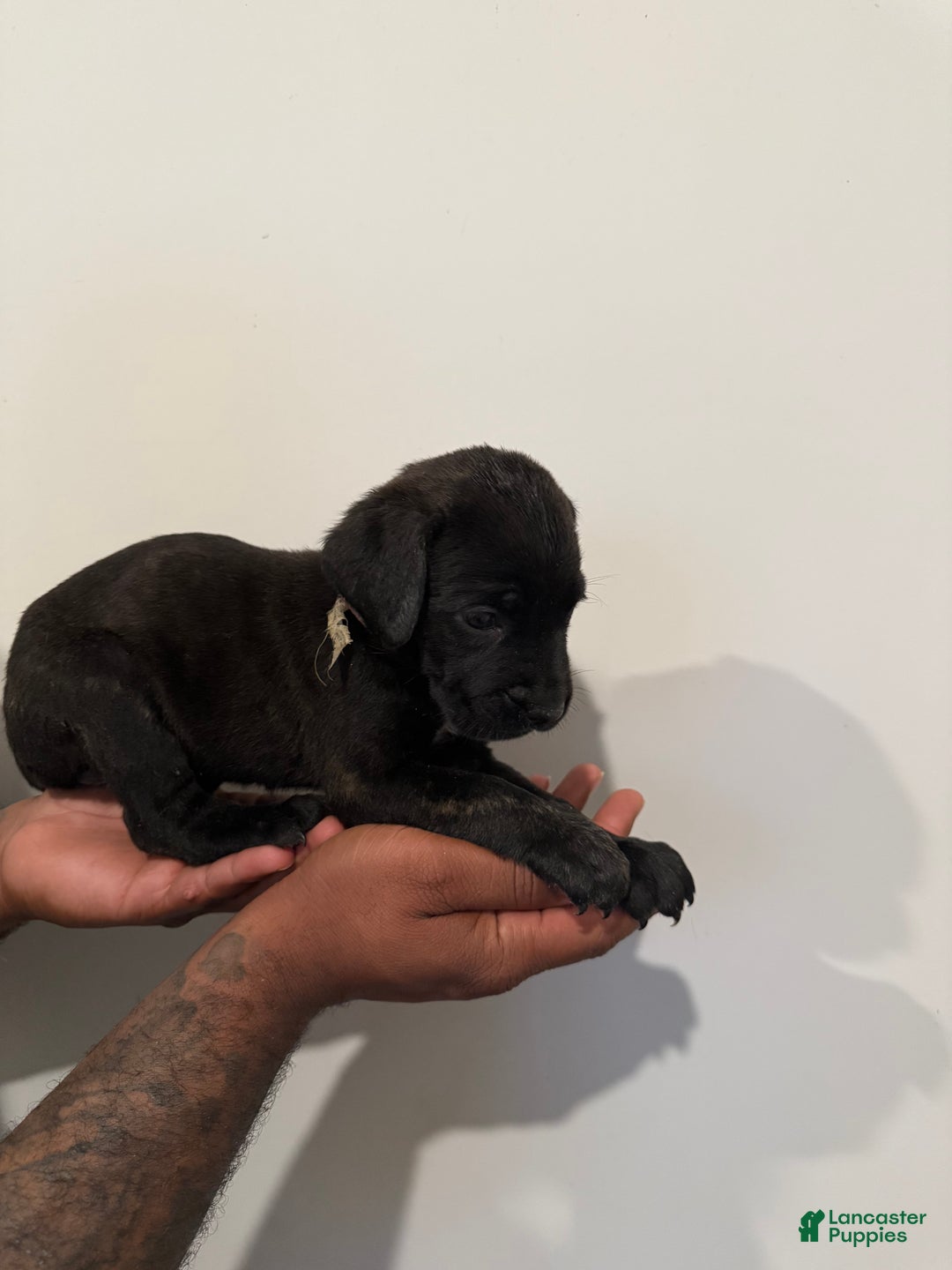 Cane Corso dogs for sale: Xena - Ad 5