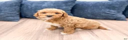 Mini Goldendoodle dogs for sale: Finn - Ad 6
