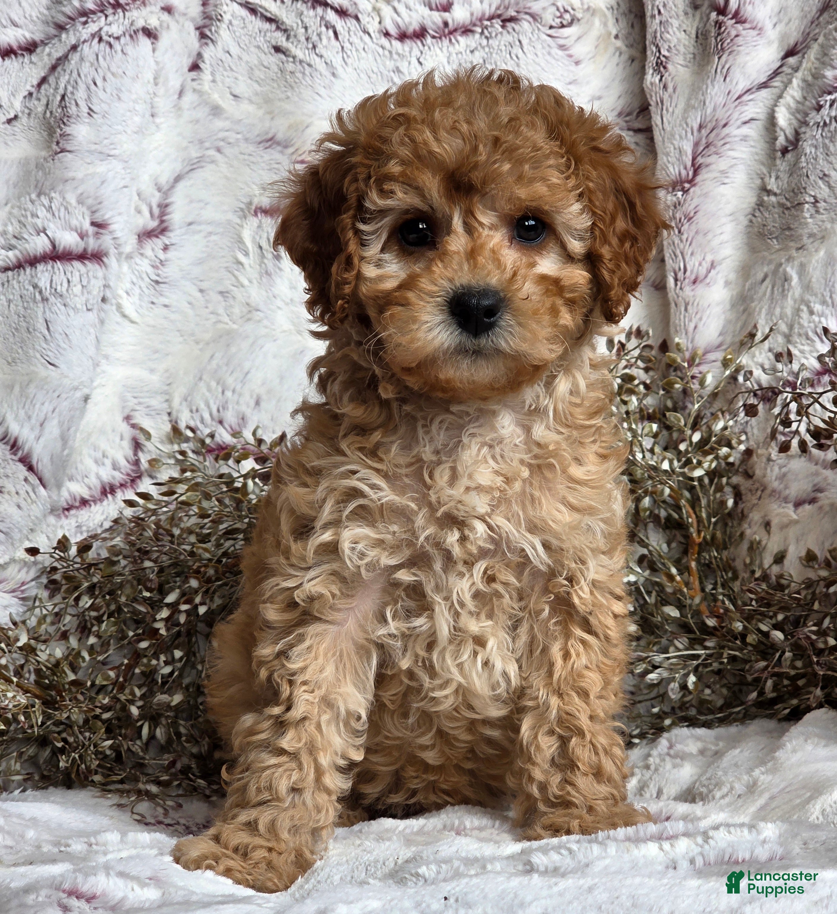 Cavapoo dogs Kelsey - Ad 23