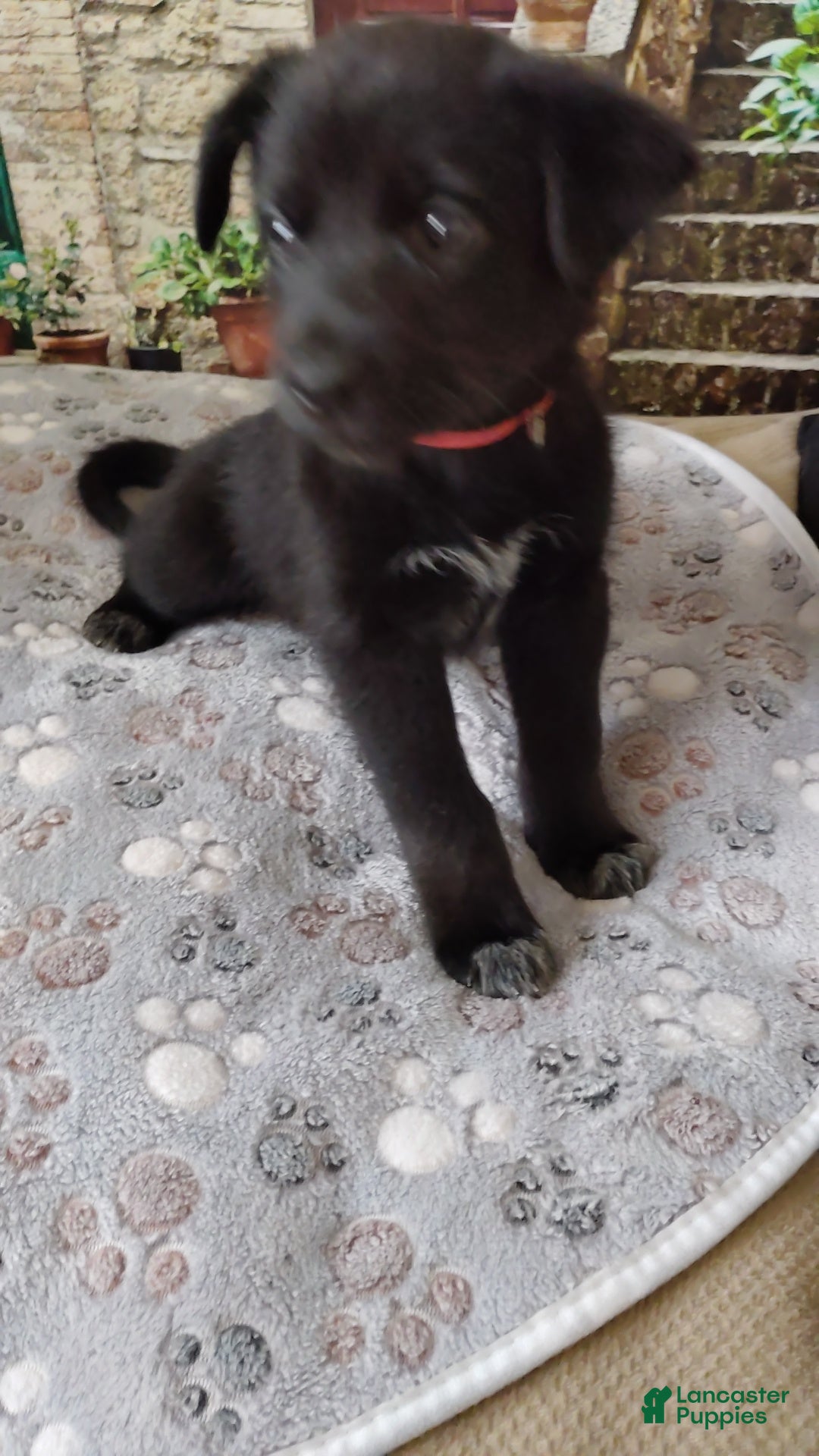 Mixed Breed dogs Mixed Breed 1 - Ad 1