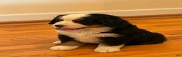 Bernese Mountain Dog dogs for sale: Dean - Ad 5