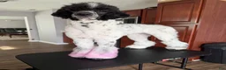Standard Poodle dogs for sale: Standard Poodle 1 - Ad 5