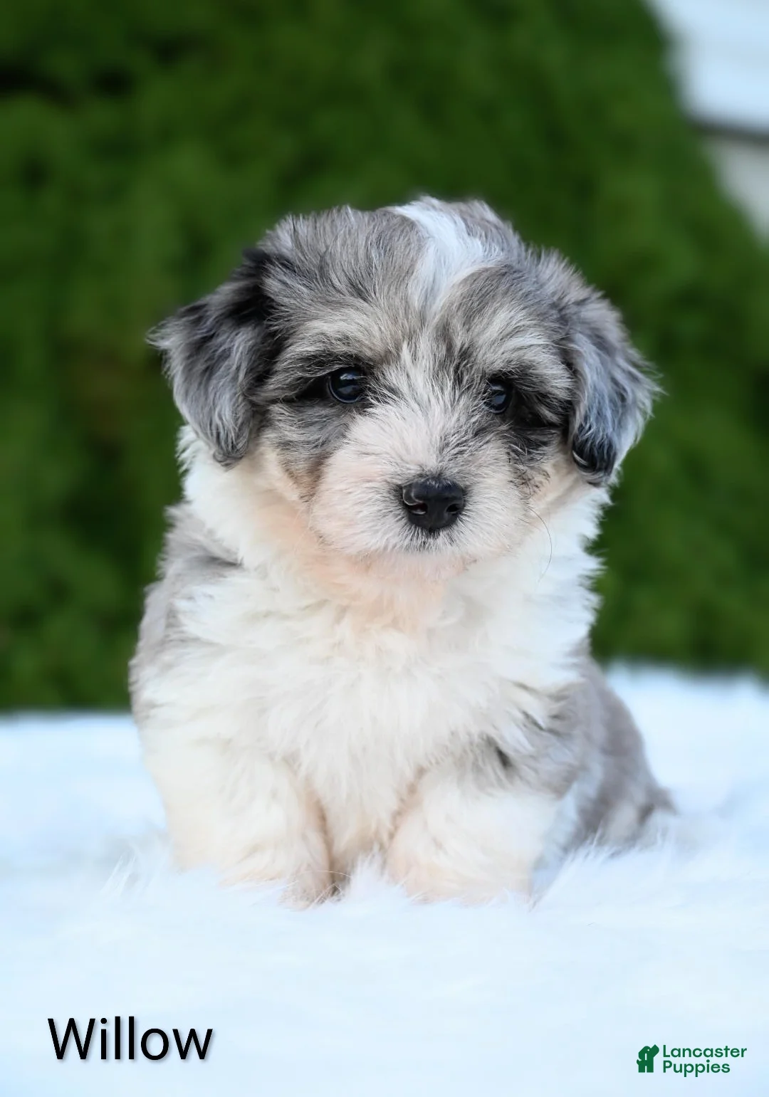 Miniature Australian Shepherd dogs for sale: Willow - Ad 6