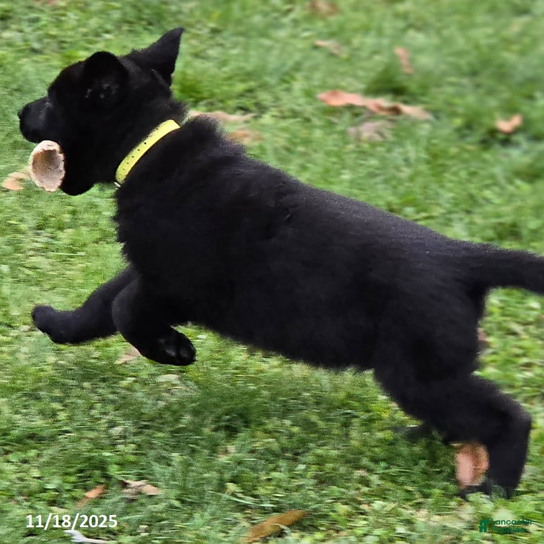 German Shepherd dogs for sale: Beyonce - Ad 5