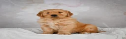 Golden Retriever dogs for sale: Rocco - Ad 2