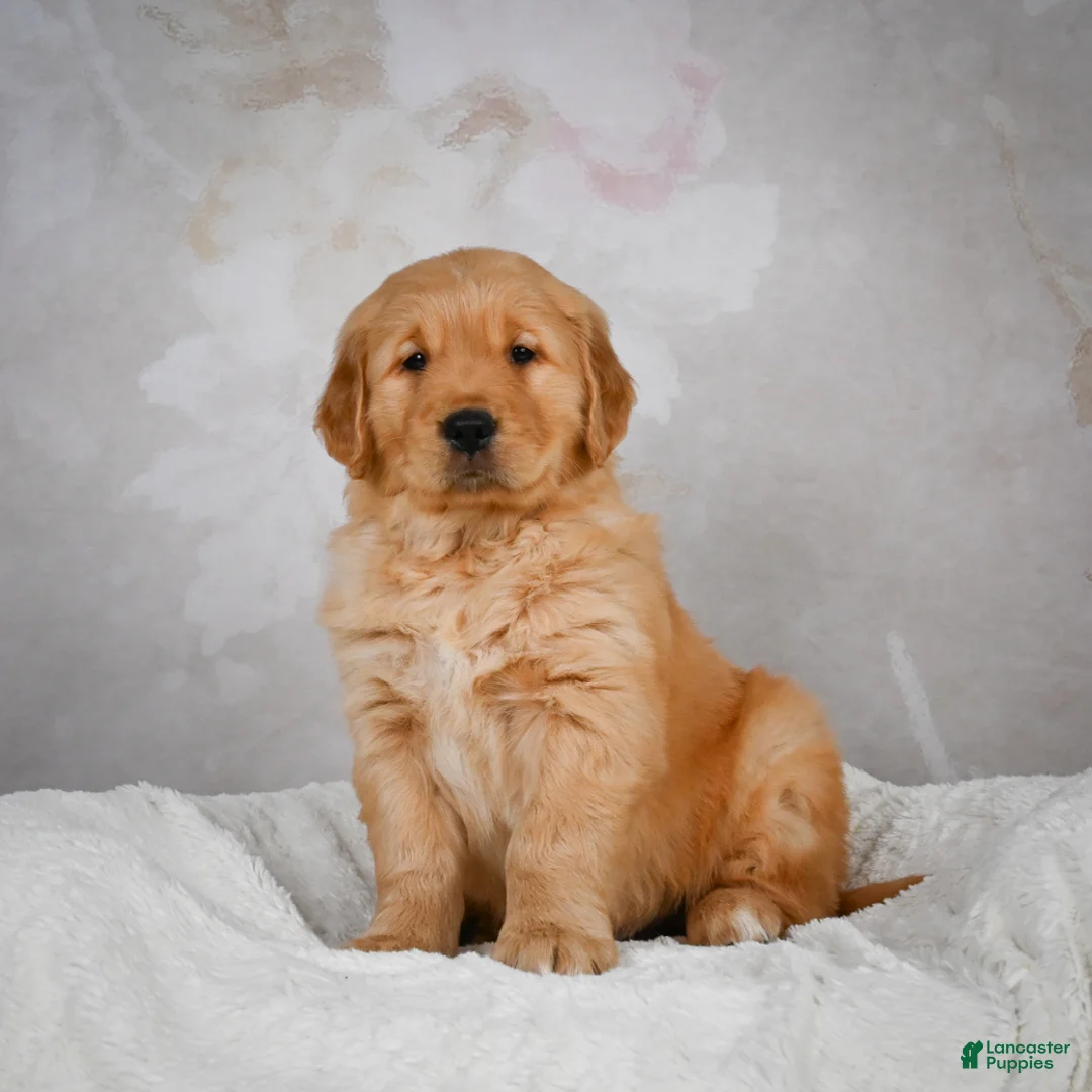 Golden Retriever dogs for sale: Rocco - Ad 2