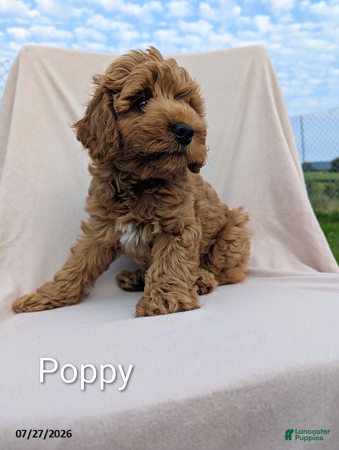 Cockapoo dogs Poppy - Ad 34