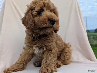 Cockapoo dogs Poppy - Ad 34