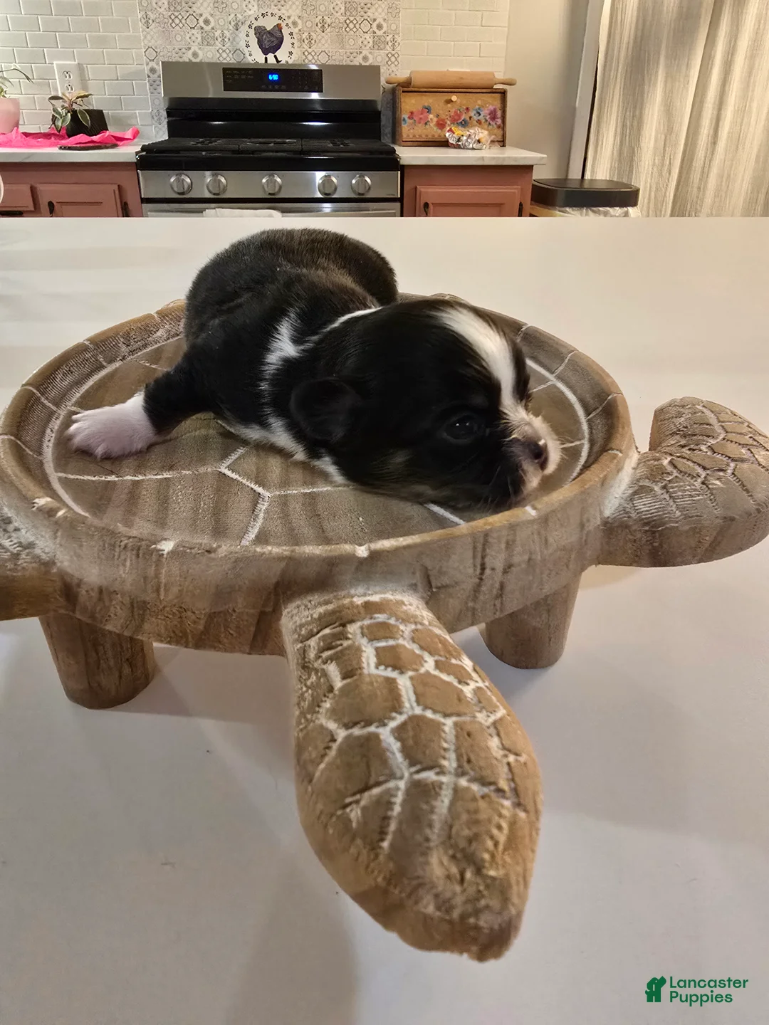 Chihuahua dogs for sale: Lizzy  - Ad 1