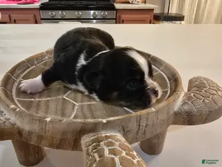 Chihuahua dogs Lizzy - Ad 41