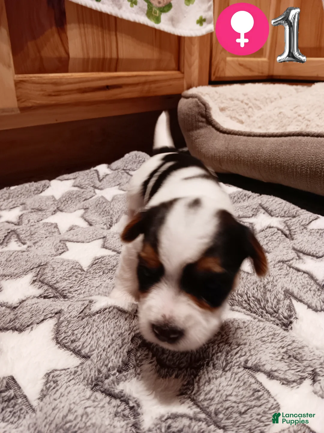 Mixed Breed dogs for sale: #1 Parti-Biewer Yorkshire Terrier Female - Ad 1