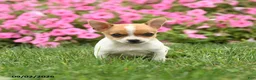 Chihuahua dogs for sale: Professor Tito - Ad 4