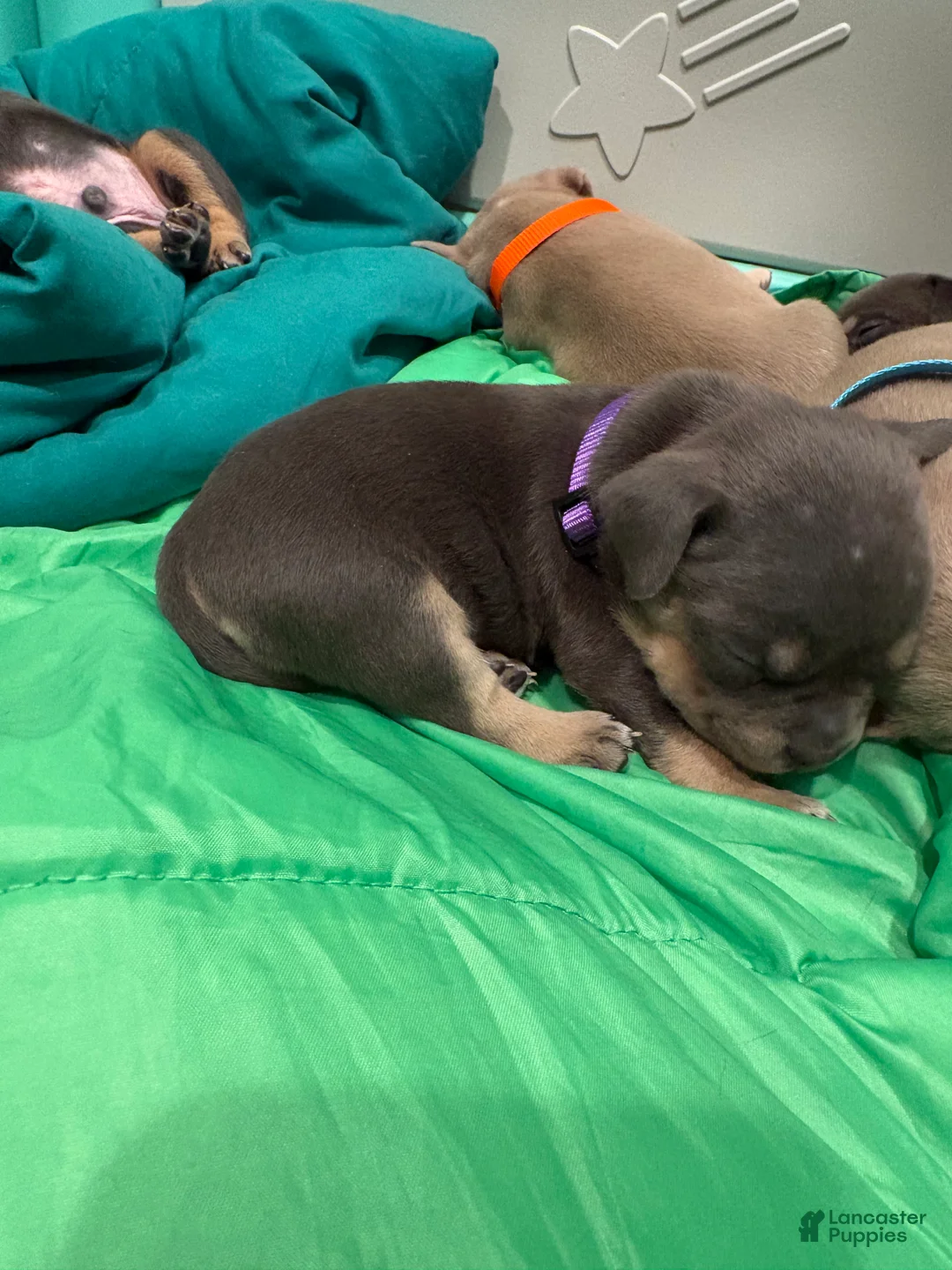 American Bulldog dogs for sale:  Puppy 7 Purple  - Ad 2