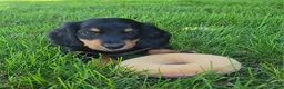 Miniature Dachshund dogs for sale: Vivian  - Ad 4