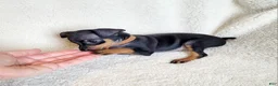 Miniature Pinscher dogs for sale: Paws 🐾  - Ad 3