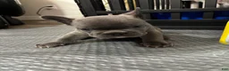 French Bulldog dogs for sale: Fat Boy - Ad 1