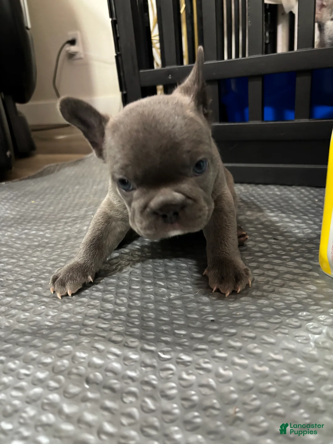 French Bulldog dogs for sale: Fat Boy - Ad 1