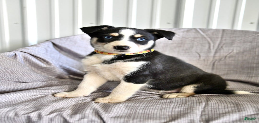 Gallery Image {{count}}