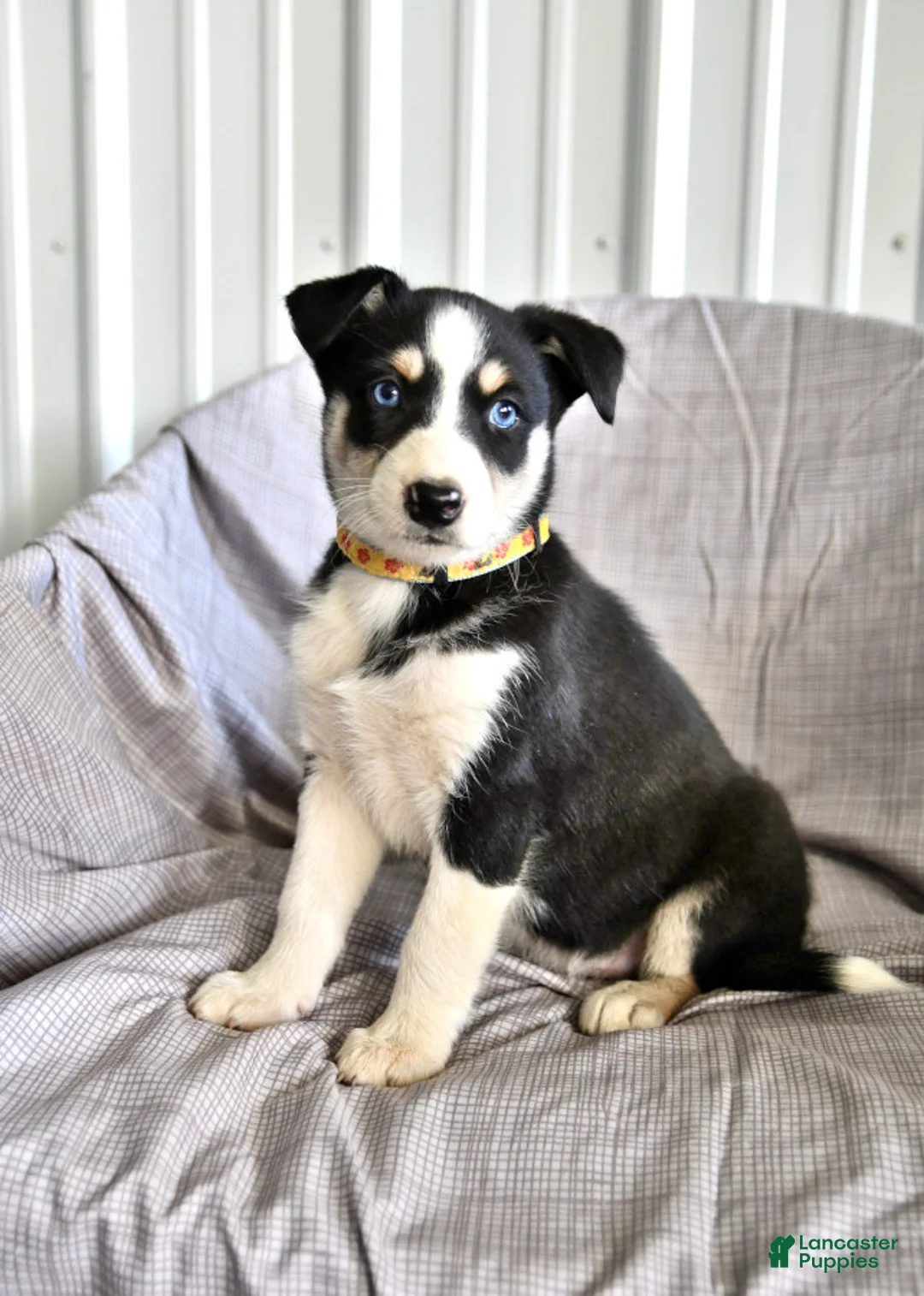 Gallery Image {{count}}