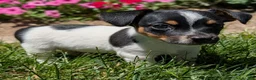 Jack Russell Terrier dogs for sale: Joker - Ad 4